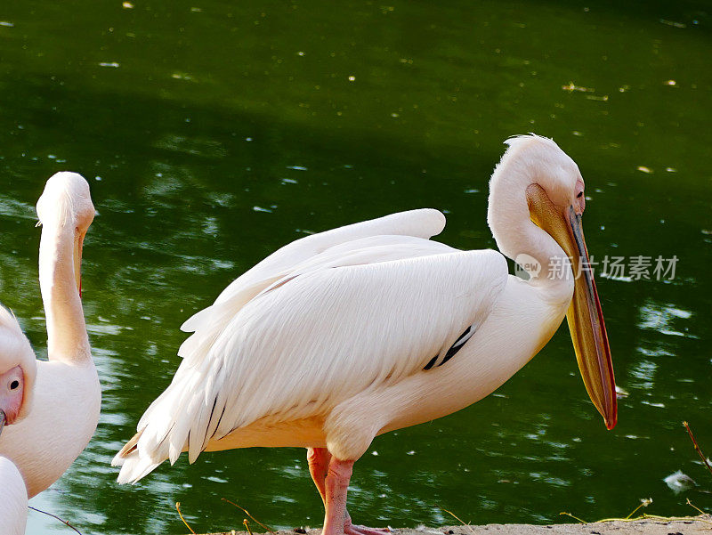 大白鹈鹕(Pelecanus onocrotalus)